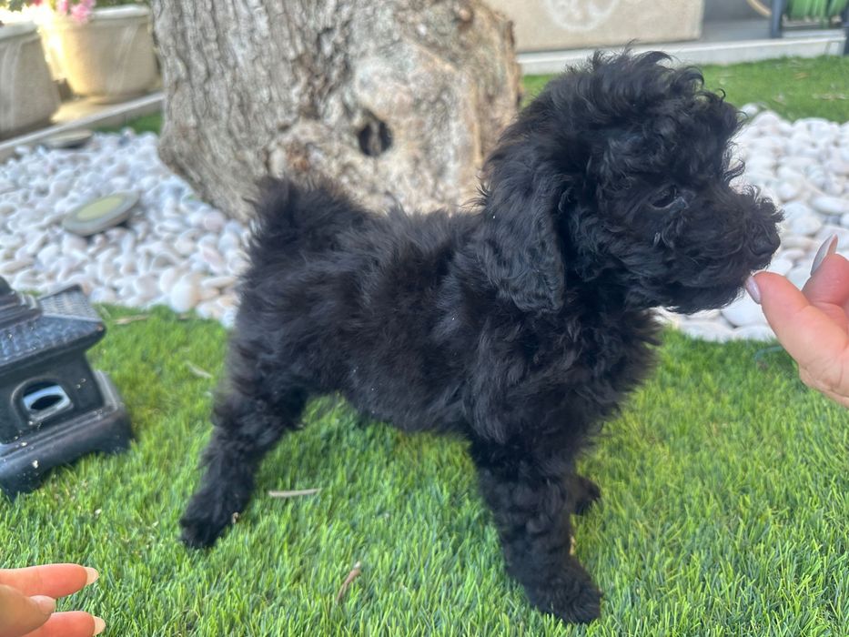 Caniche toy preta com 2 meses