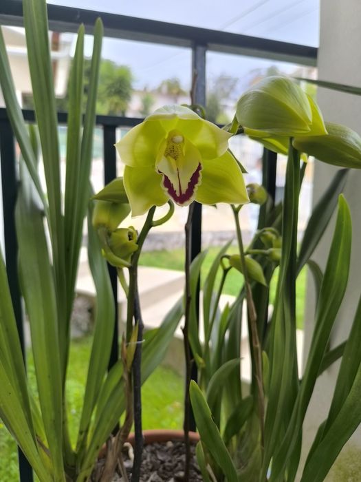 Orquídea Verde e Lima