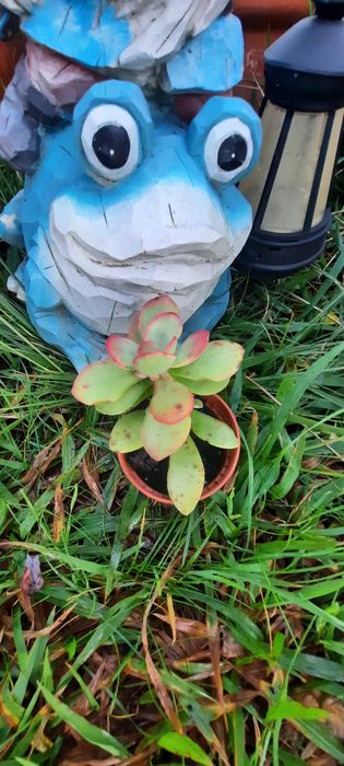 Plantas reprodução caseira adaptadas ao tempo.  Desde 3€. Vaso 8cm.