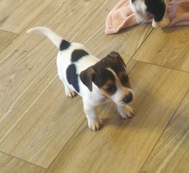 Jack Russell Terrier piesek krótkowłosy Tricolor DAKAR hodowla KAMA