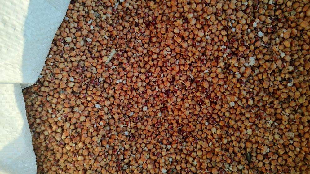 Sorgo czerwone karma dla ptaków suche czyste bez zapachu worek 25kg