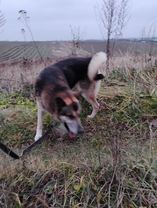 Kochany Ares prosi o własny dom
