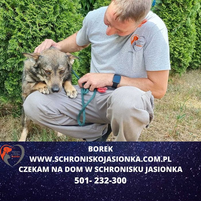 Borek do adopcji – Schronisko Jasionka