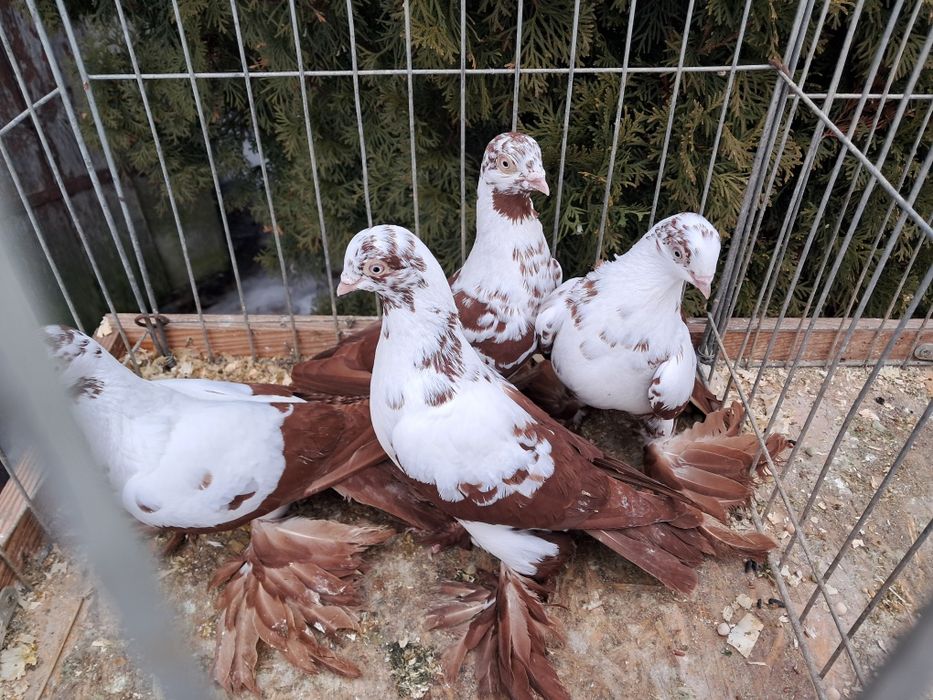 Widyny czerwone  I żółte.