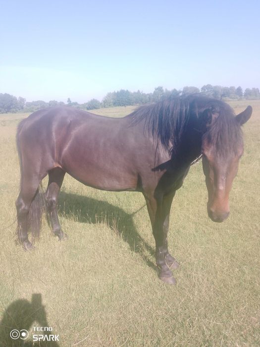 Продам кобилу у добрі руки