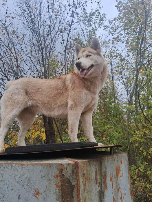 Продам чистокровну хаскі дівчинка стерилизована