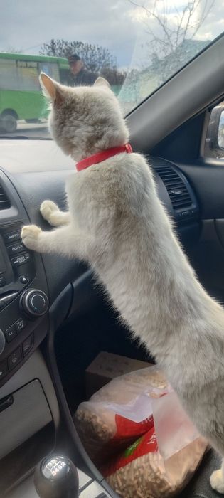 Отдам белого котенка, мальчик, 4 месяца