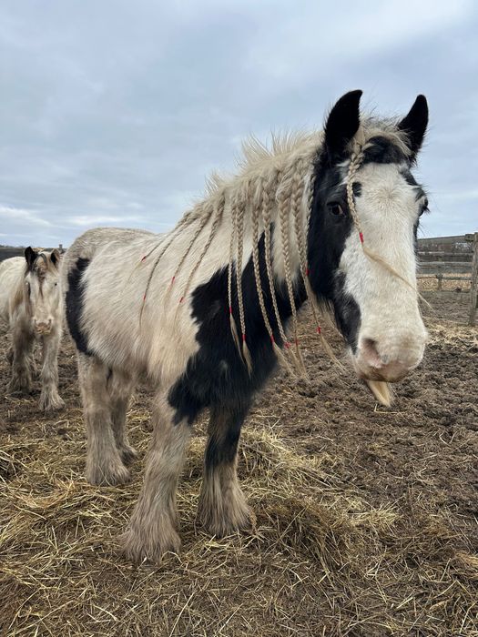 Piękna klacz Tinker