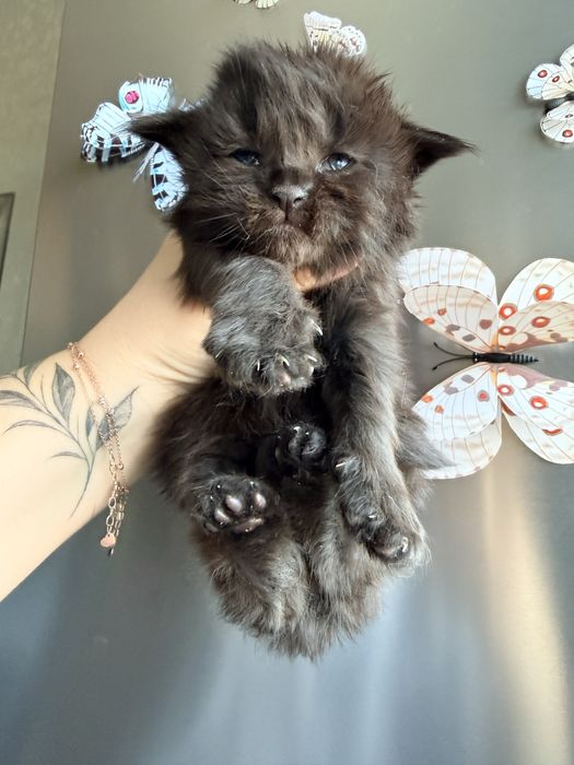 Хлопчик Велетень бронювання 2 тижні