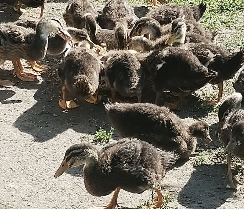 Kaczki Staropolskie młode