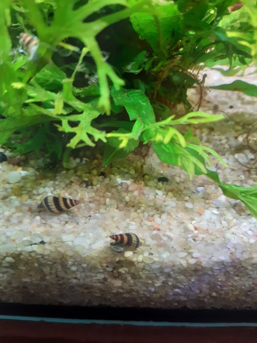 Sprzedam Ślimaki Helenka