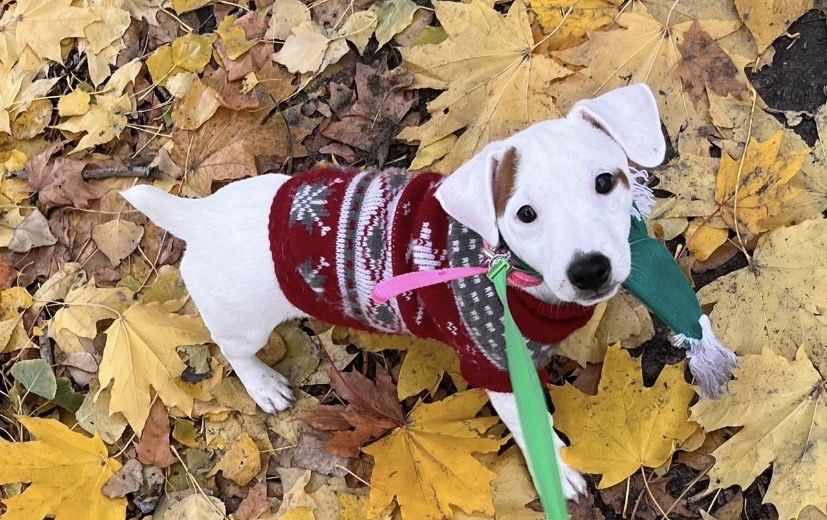 Красивая девочка ищет маму