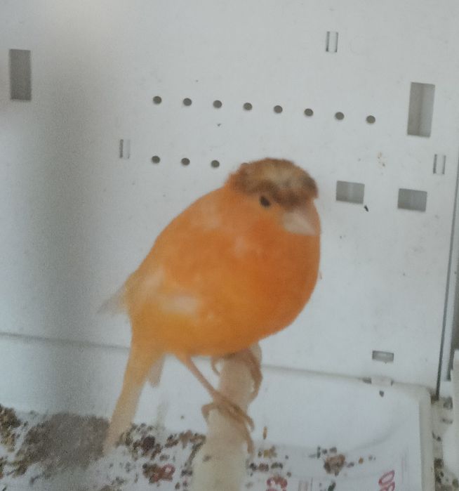 Kanarki arlekiny portugalskie na sprzedaż