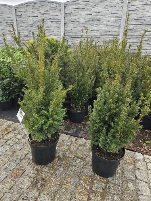 Cis Hicksii,Hillii,Dawid,Drzewo oliwne Yucca rostrara Tuja szmaragd