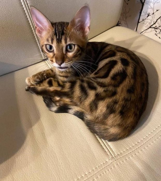 Плямисте чудо. Чудо дівчинка бенгала