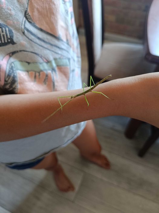 Oddam patyczaki rogate