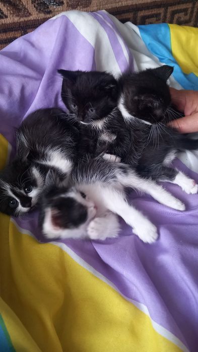 Віддам котиків в добрі руки