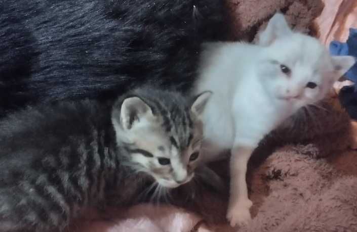 Dois gatinhos e a mãe deles