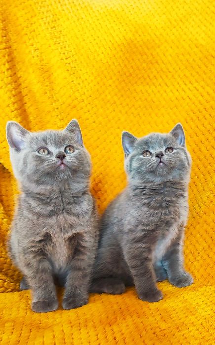 Kocięta, kocuki brytyjskie , niebieskie z rodowodem.