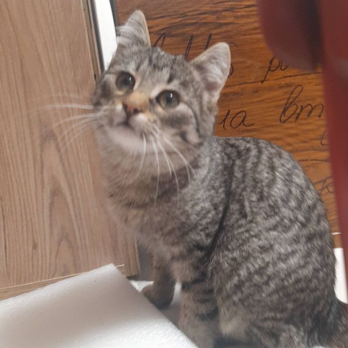 Кицюня в добрі руки