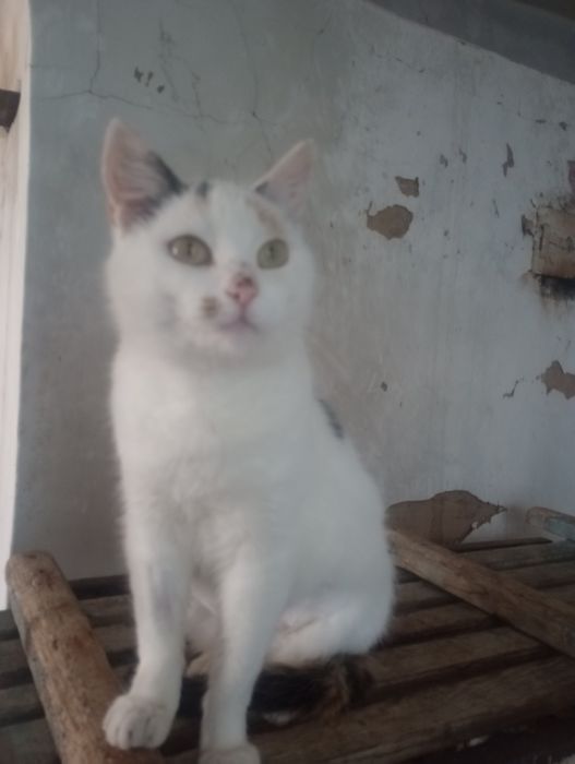 Трёхцветная стерилизованная Джес