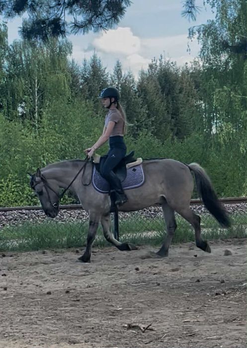 Konik polski wałach 4 lata pod siodło