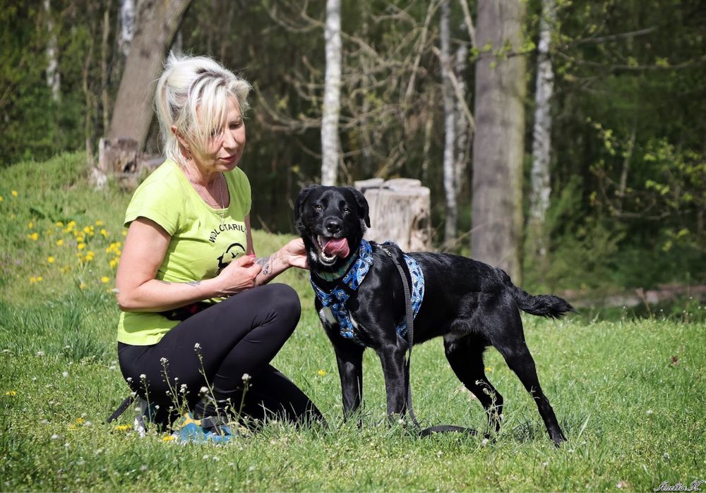 MAJLO | super aktywny, wesoły i przyjaźnie nastawiony ala labrador