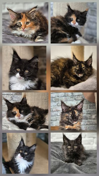 Maine coon kot Maine coon Gotowy do odbioru