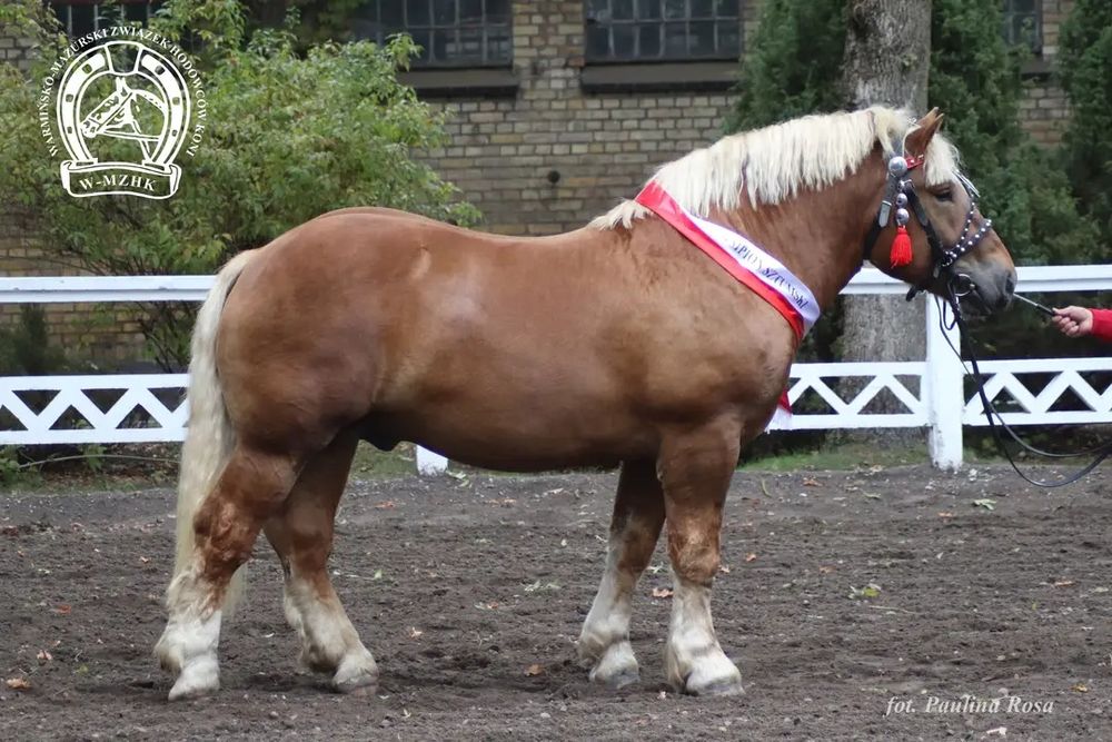 Ogier Smyk w typie sztumskim