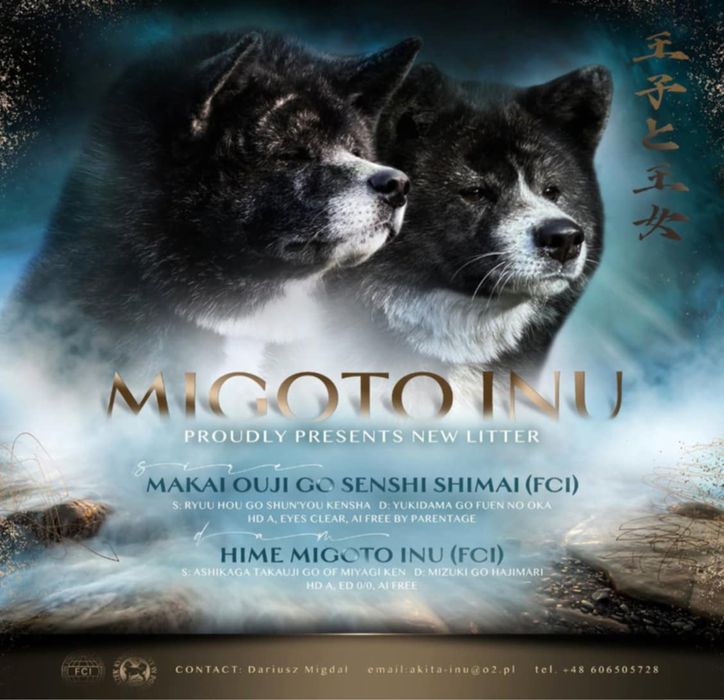 Akita - pręgowane szczenię na sprzedaż ZKWP / FCI