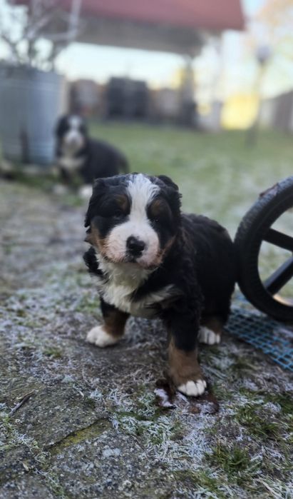 Berneński Pies Pasterki  (Urodzone 01.11.2025) dostępny piękny pies 
U