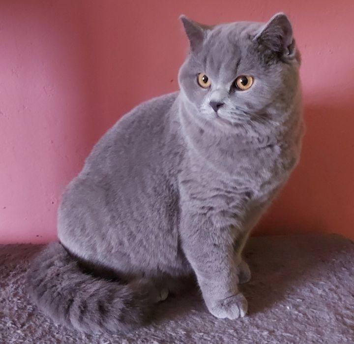 Kotka brytyjska z rodowodem