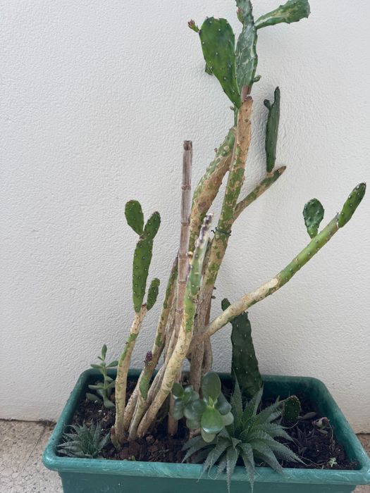 Vaso com cactos e suculentas – Diversas espécies