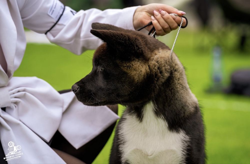 Akita amerykańska sunia