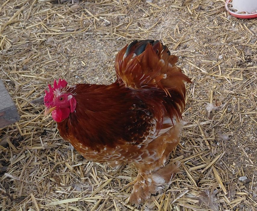 Kochiny karzełki nadwyżka