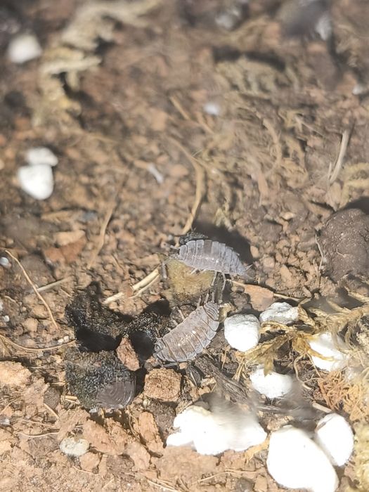 Izopody Porcellionides Pruinosus Powder Blue