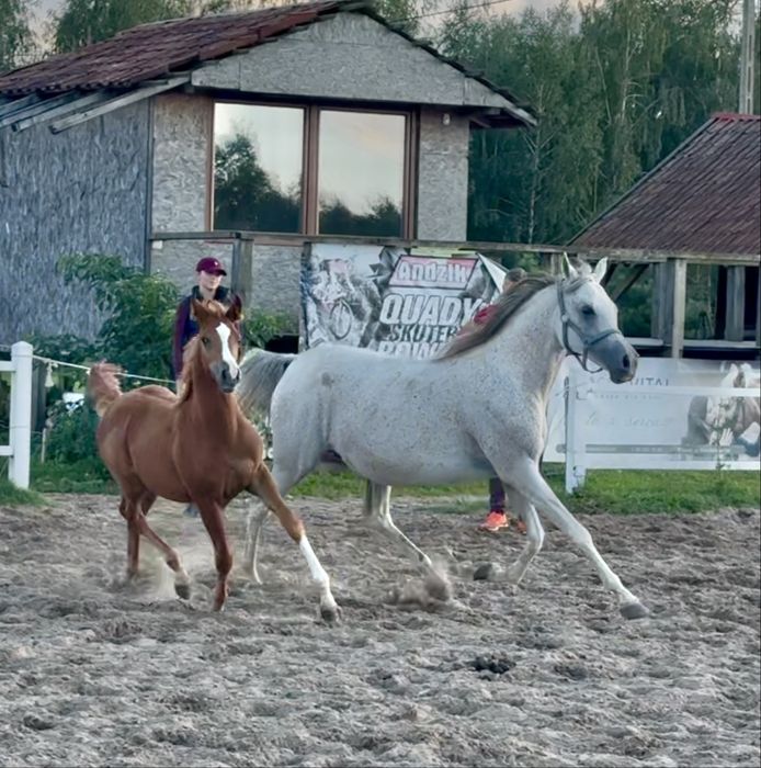 Klacz arabska ze źrebakiem / źrebna ( Calypso/AJ AZZAM)
