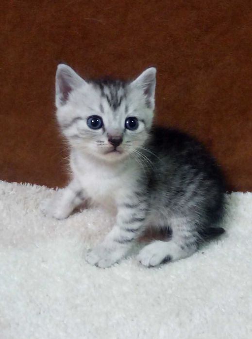 Самый нежный и ласковый!Шотландский котик,Серебристая шиншилла!