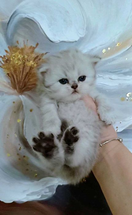 Поспішіть забронювати шотландське пухнасте щастя )) кошенятка дівчатка