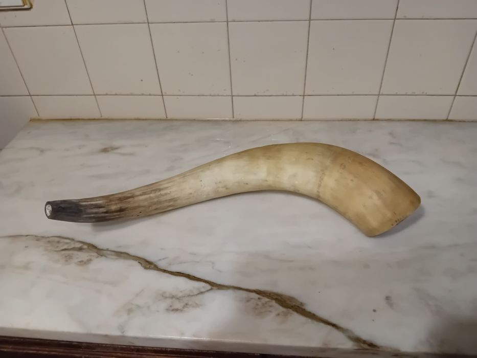 Chifre Decorativo e Dente de Javali
