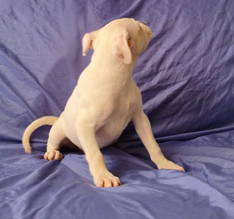 Fêmea American Staffordshire Terrier