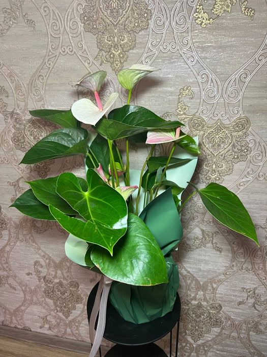 Антуриум  білорожевий