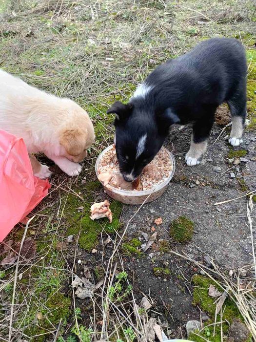 Віддам цуценят безкоштовно