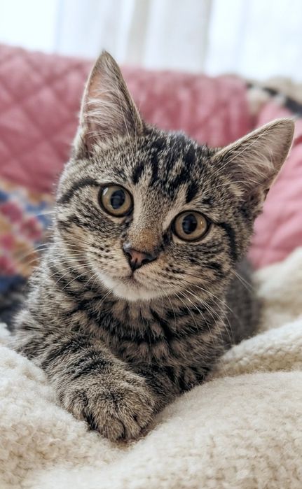 Кошенята тигрові, хлопчики в люблячі руки (кіт, котик, котеня)