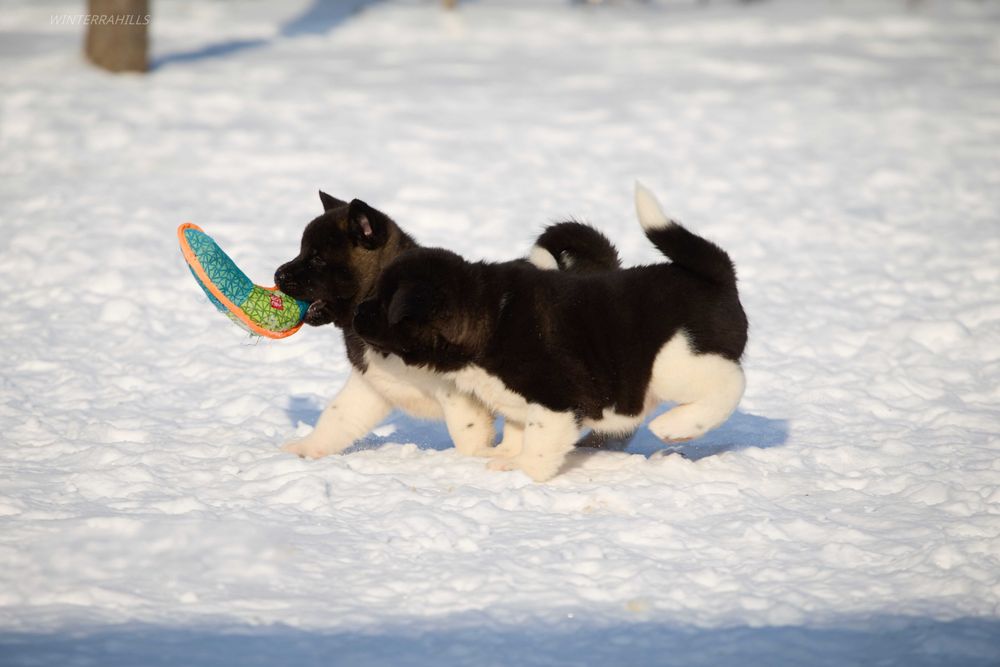 Американская Акита - дівчатка та хлопці  крові Англія!