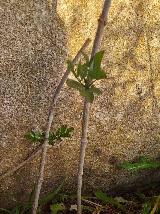 Plantas trepadeiras sete-léguas flor rosa