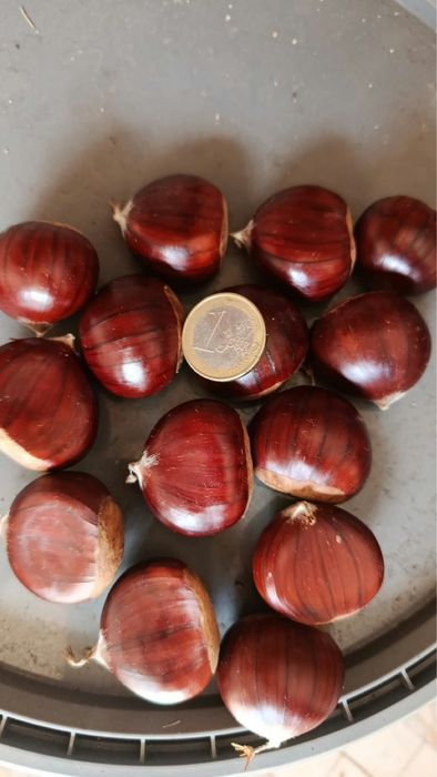 Castanhas - 2026