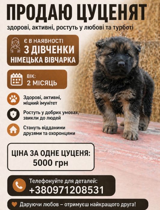 Продаю цуценят вівчарок