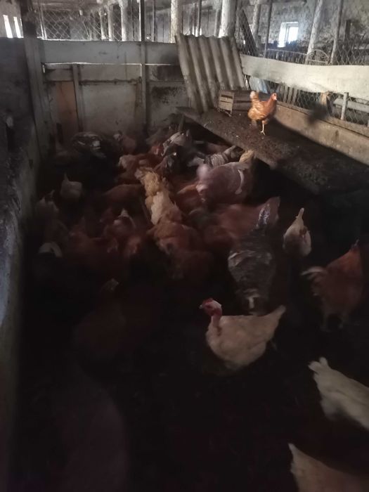 Курочка молода. На яйце на мясо.