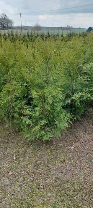 Thuja brabant 150-170cm